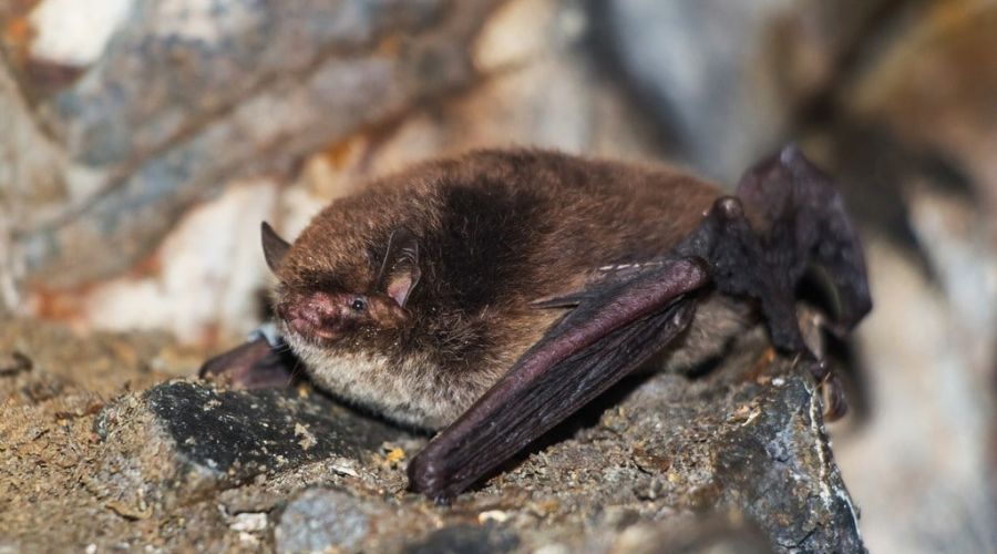 Длиннохвостая ночница