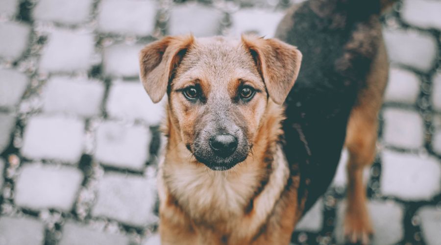 Бродячая собачка