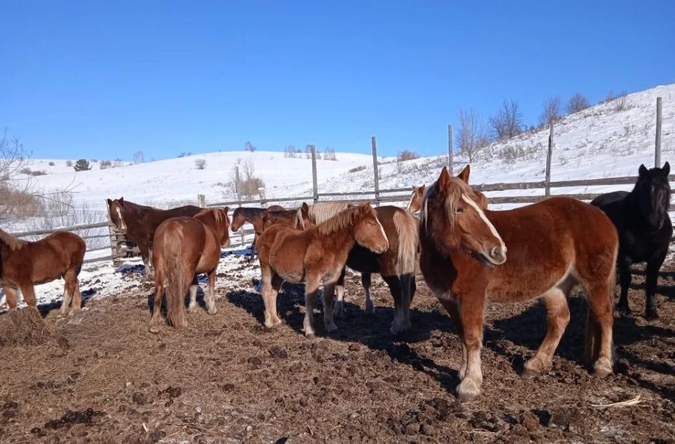 Хозяйство Станислава Теберекова