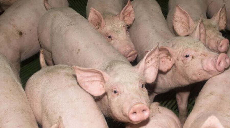 Свинки ООО «МитПром»