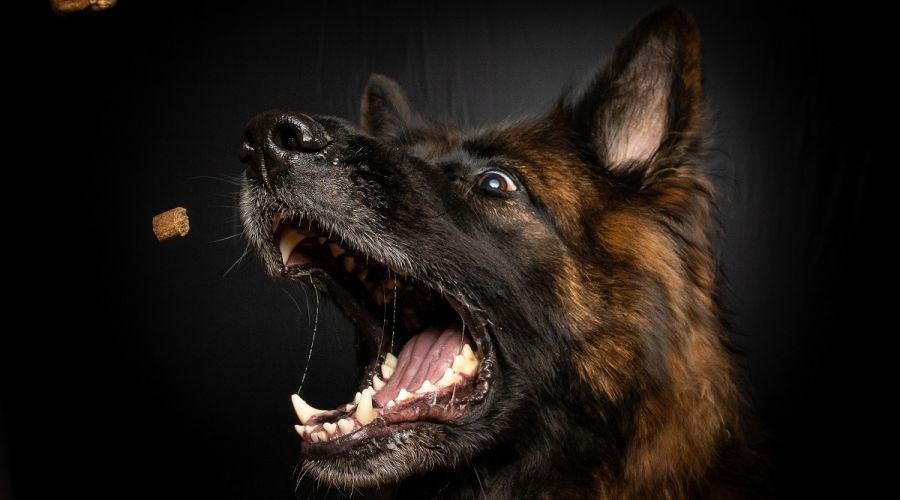 Злая собака