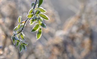 Морозная весна