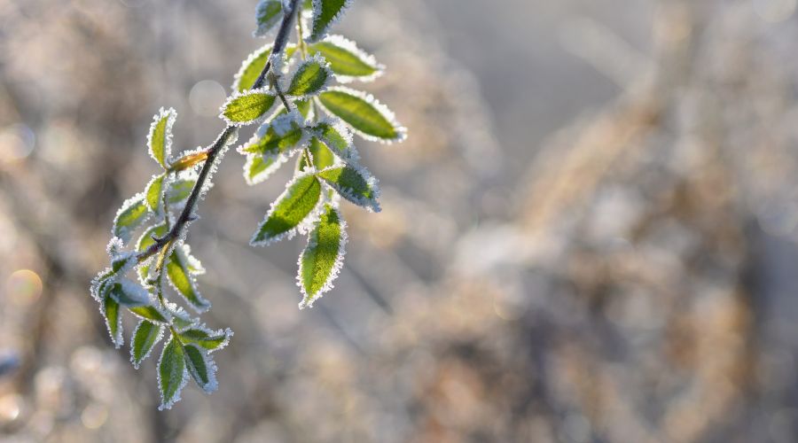 Морозная весна