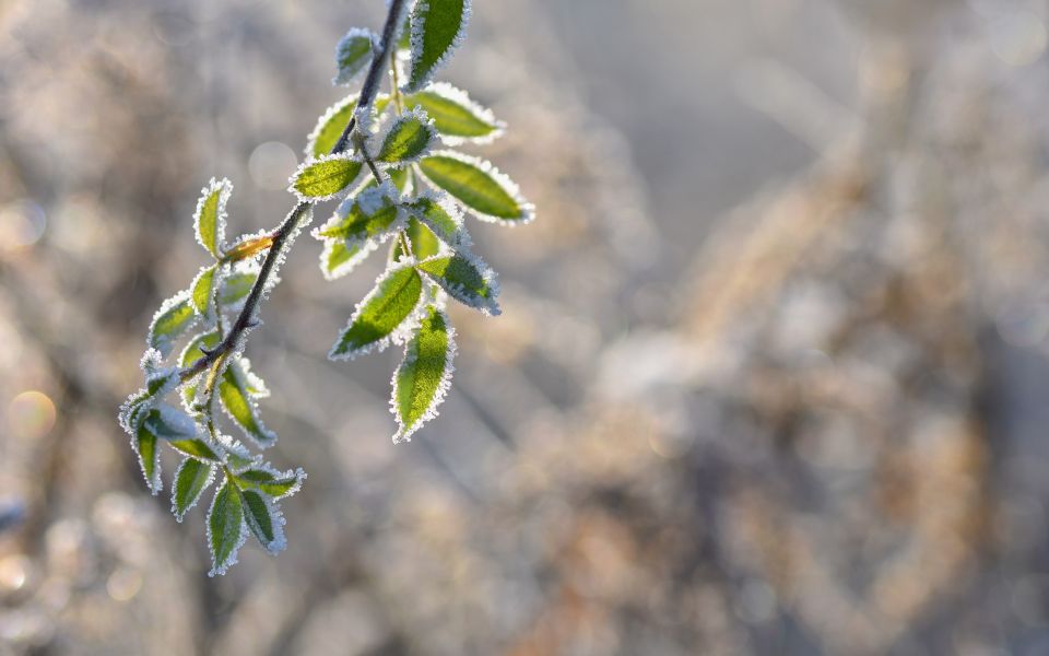 В Алтайском крае ввели режим «черного неба» - Новости Банкфакс, 16.03.2026