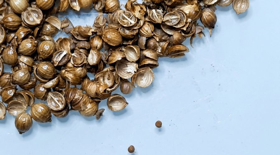 Семена повилики в кориандре