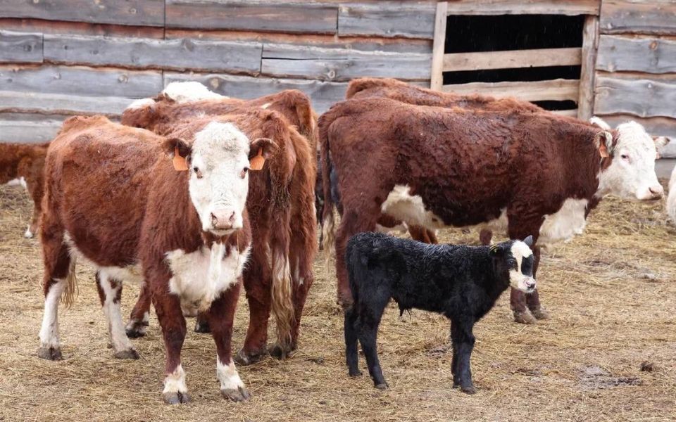 В Республике Алтай начали отменять ограничения по пастереллезу скота - Новости Банкфакс, 18.03.2026