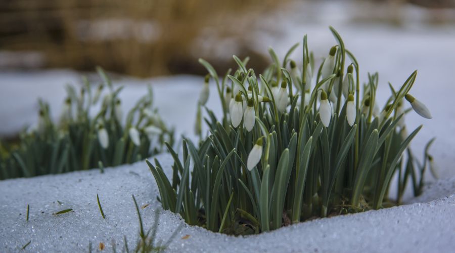 Подснежники весна