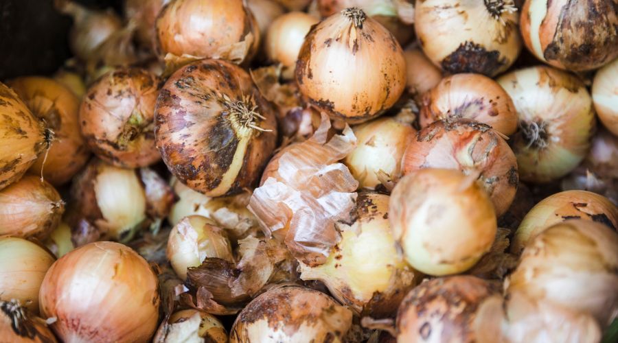 Репчатый лук