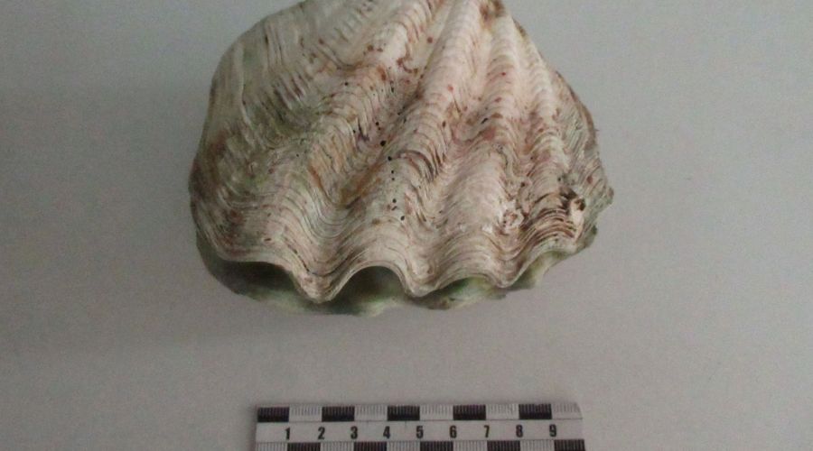 Редкая тридакна