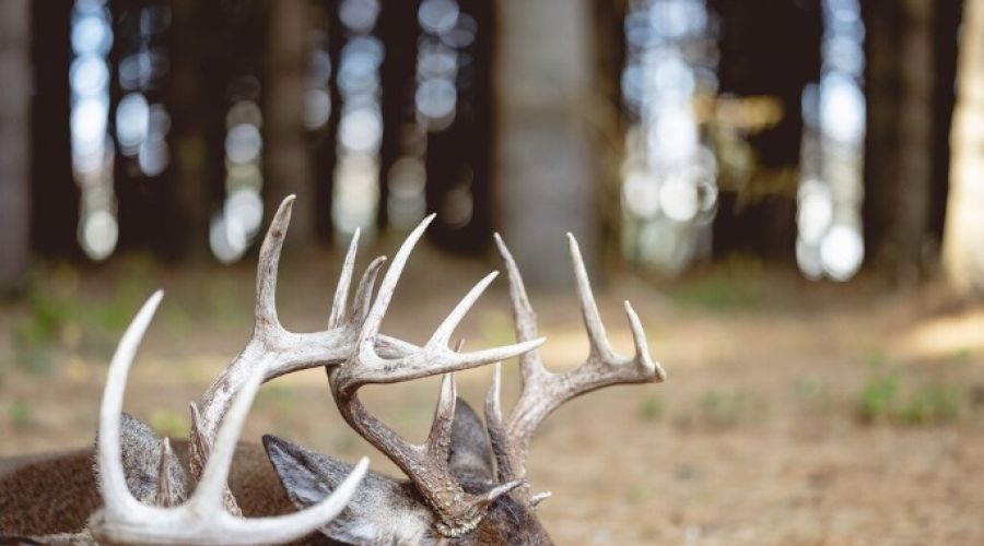 рога марала