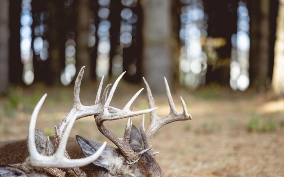 В Алтайский край не позволили ввезти тонну рогов марала из Казахстана - Новости Банкфакс, 07.04.2026