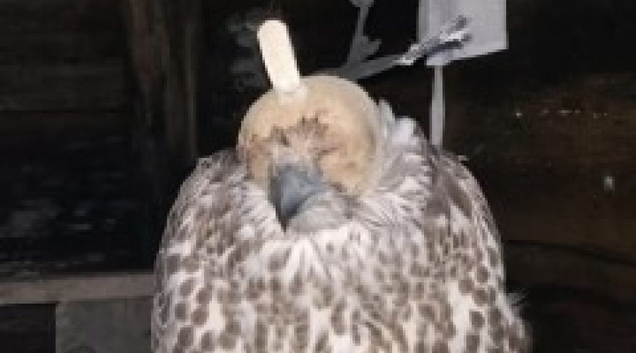 Камчатский кречет