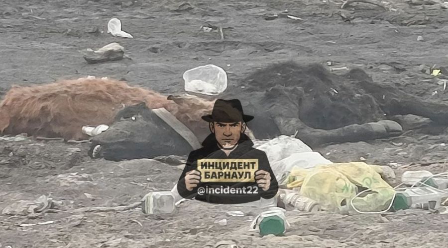 Туши коров на свалке