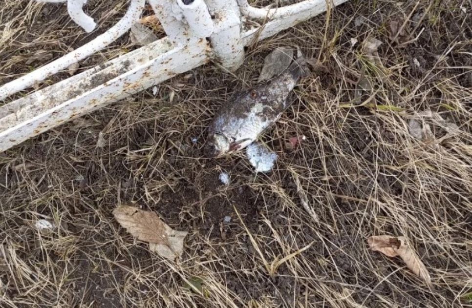 Рыба на баевском кладбище