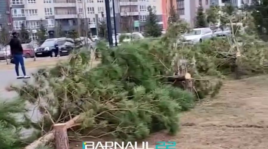 Спиленные сосны в Индустриальном районе