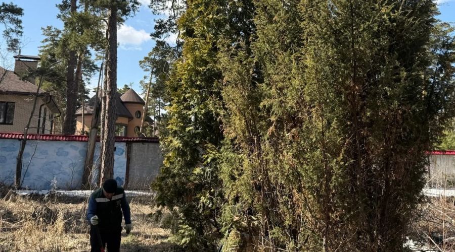 Пересадка деревьев со стройплощадки «Авальмана»