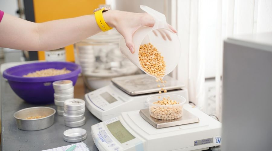 Исследование алтайского гороха