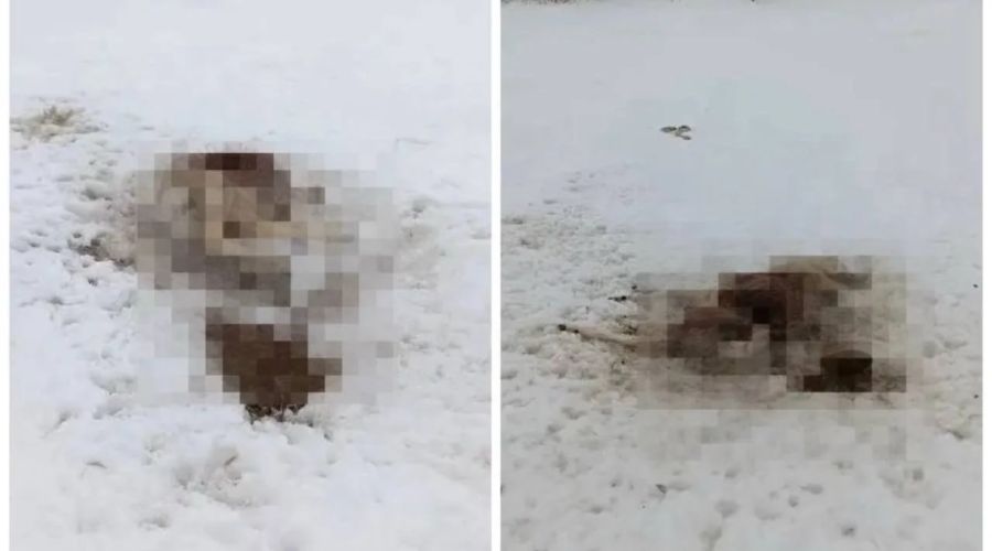 Дикие собаки загрызли косуль в Камне-на-Оби