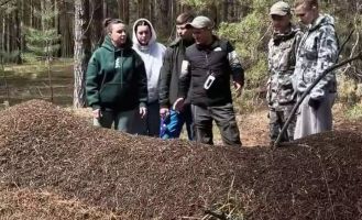 Муравейник-гигант из Алтайского края