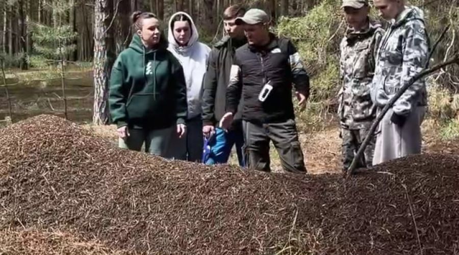 Муравейник-гигант из Алтайского края