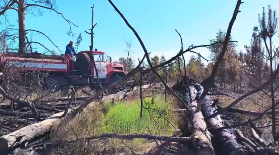 Последствия лесного пожара в в Волчихинском районе