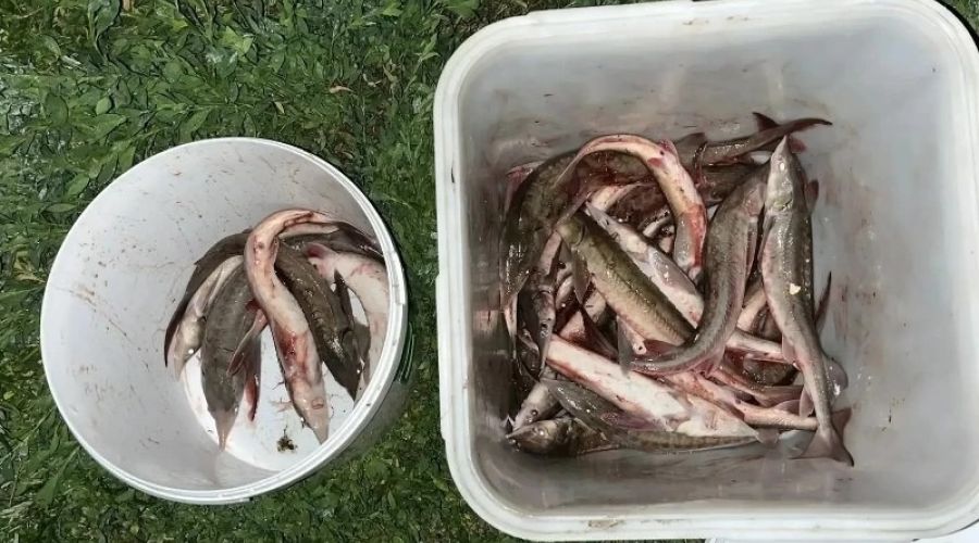 Выловленная браконьерами в  Усть-Калманском районе стерлядь