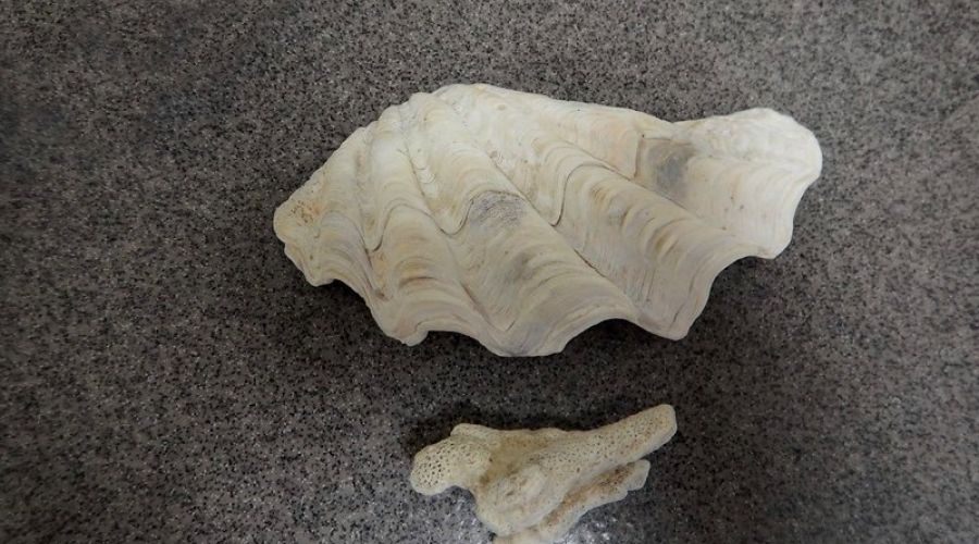 Кораллы и раковину из Вьетнама изъяли алтайские таможенники

