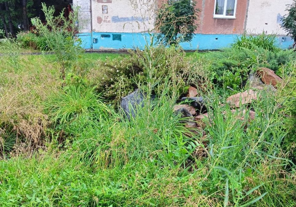 Зеленый угололок рядом с зоопарком в настоящее время