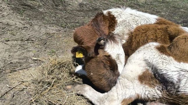 Разлагающиеся коровы стали привычным делом в Новтороицке
