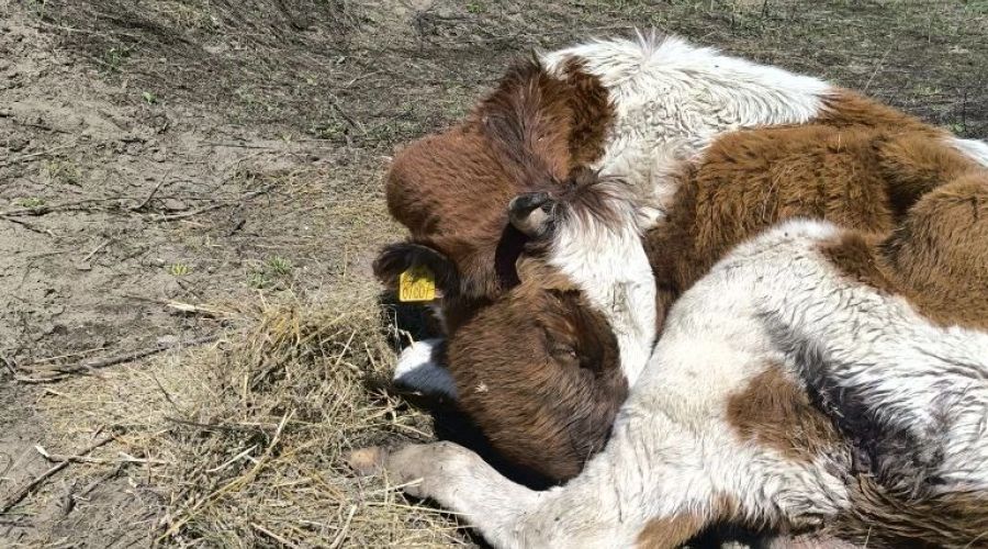 Разлагающиеся коровы стали привычным делом в Новтороицке