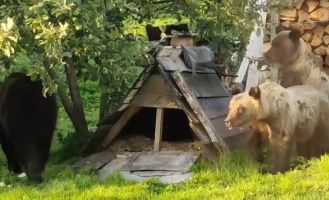 Медведи в Алтайском биосферном заповеднике