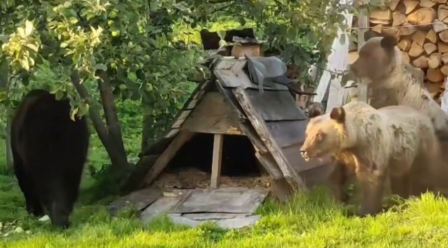 Медведи в Алтайском биосферном заповеднике