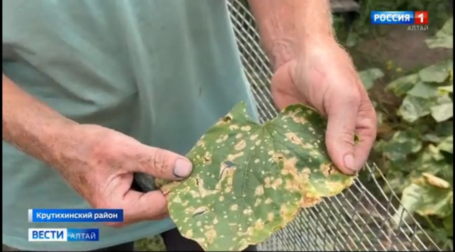 Жители алтайского села остались без урожая из-за химикатов с воздуха