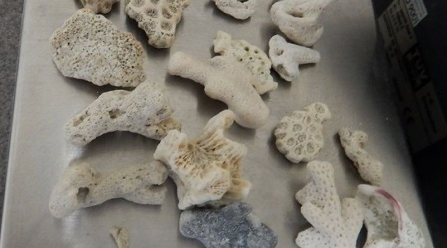 17 кораллов изъяли алтайские таможенники у туриста из Вьетнама
