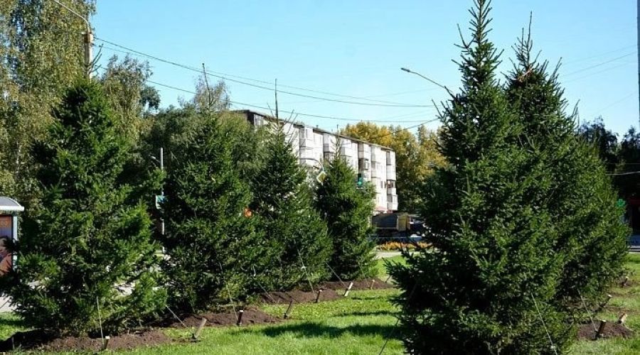 деревья в Барнауле