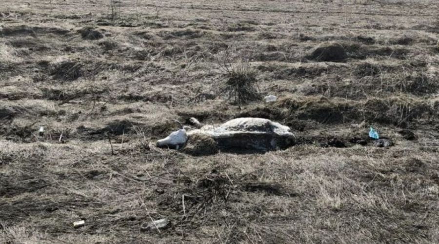Коровы в Новотроицке