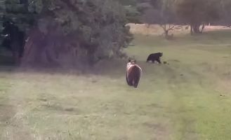 медведи редом с Яйлю
