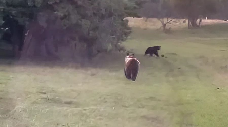 медведи редом с Яйлю