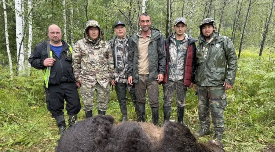отстреленный медведь