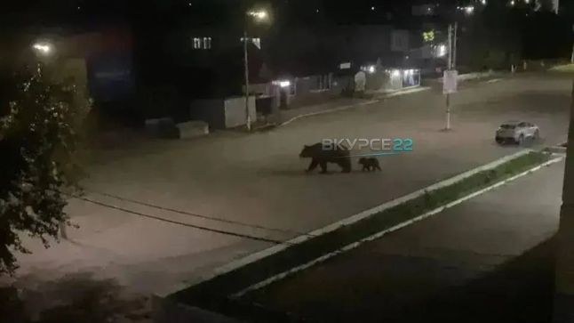 В Алтайском крае проверяют информацию по поводу выхода медведей в Заринске