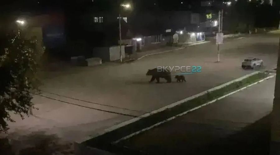 В Алтайском крае проверяют информацию по поводу выхода медведей в Заринске