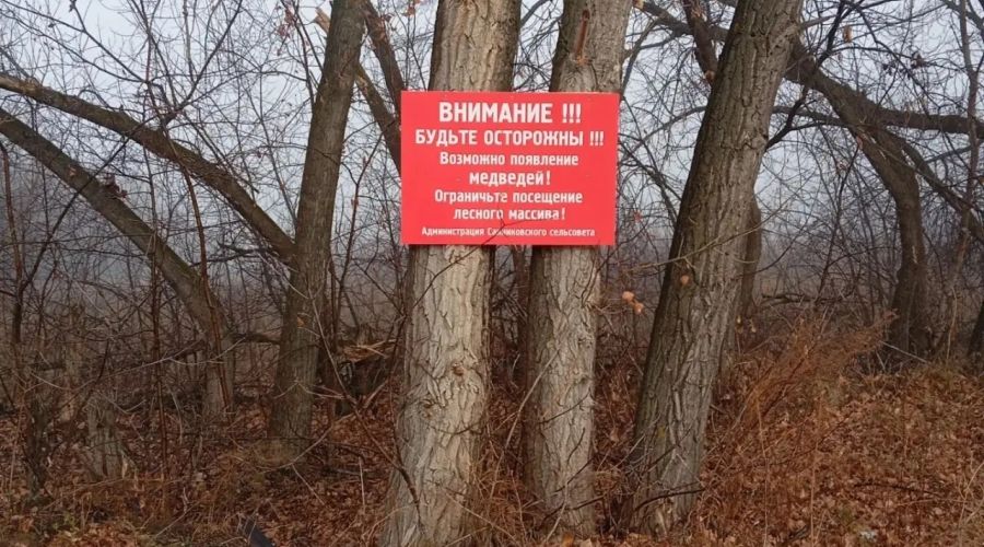 Предупреждение об активности медведей в Санниково