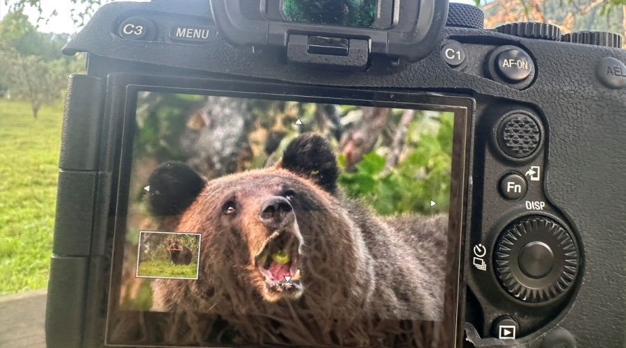 Медведь в объективе камеры