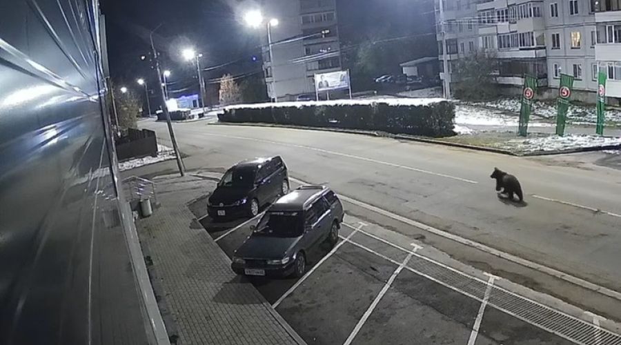 на улицах Белокурихи заметили медведя