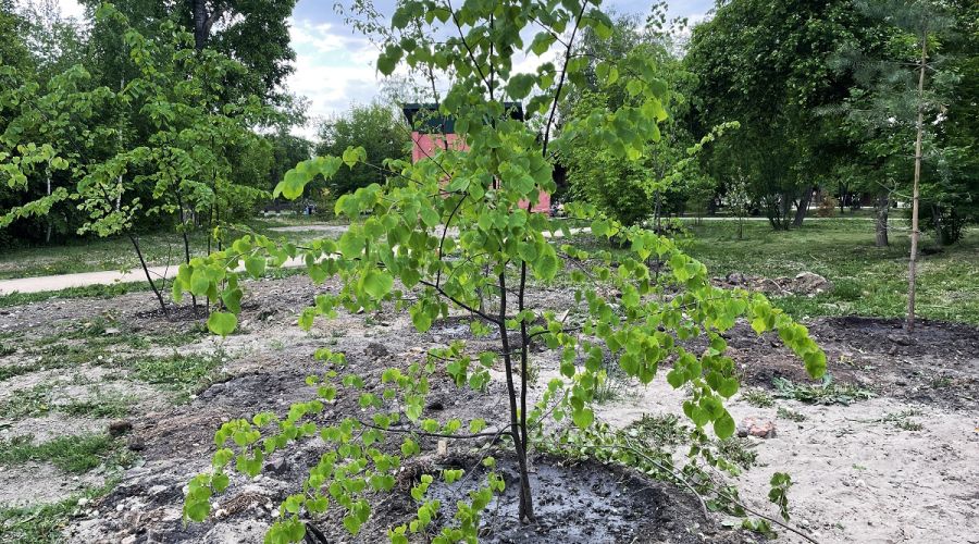 Мой дом зелень