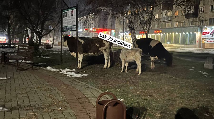 Бийские коровы в БК