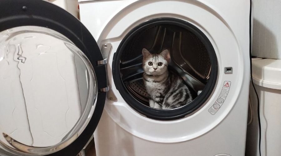 Коты Пластеева