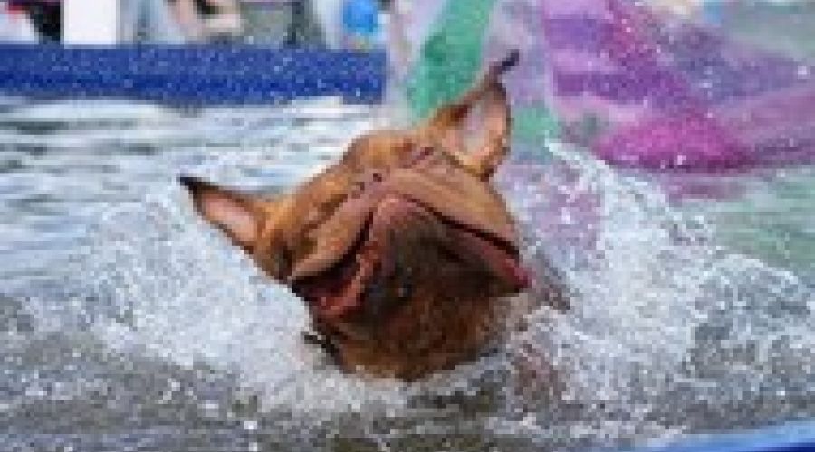 Барнаульские собаки устроили шоу