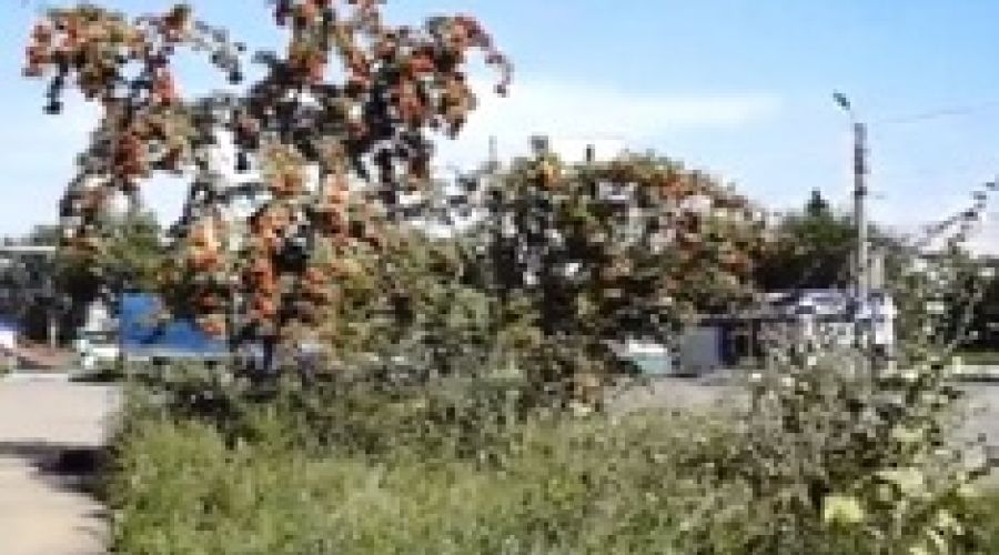 Нагайцев борется с бурьяном в Бийске