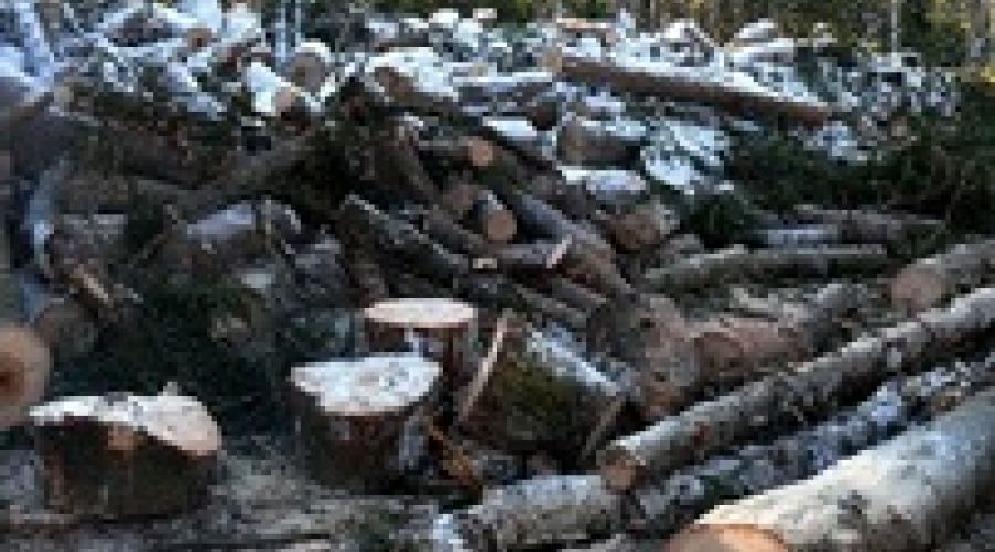 На Алтае продолжаются лесные войны